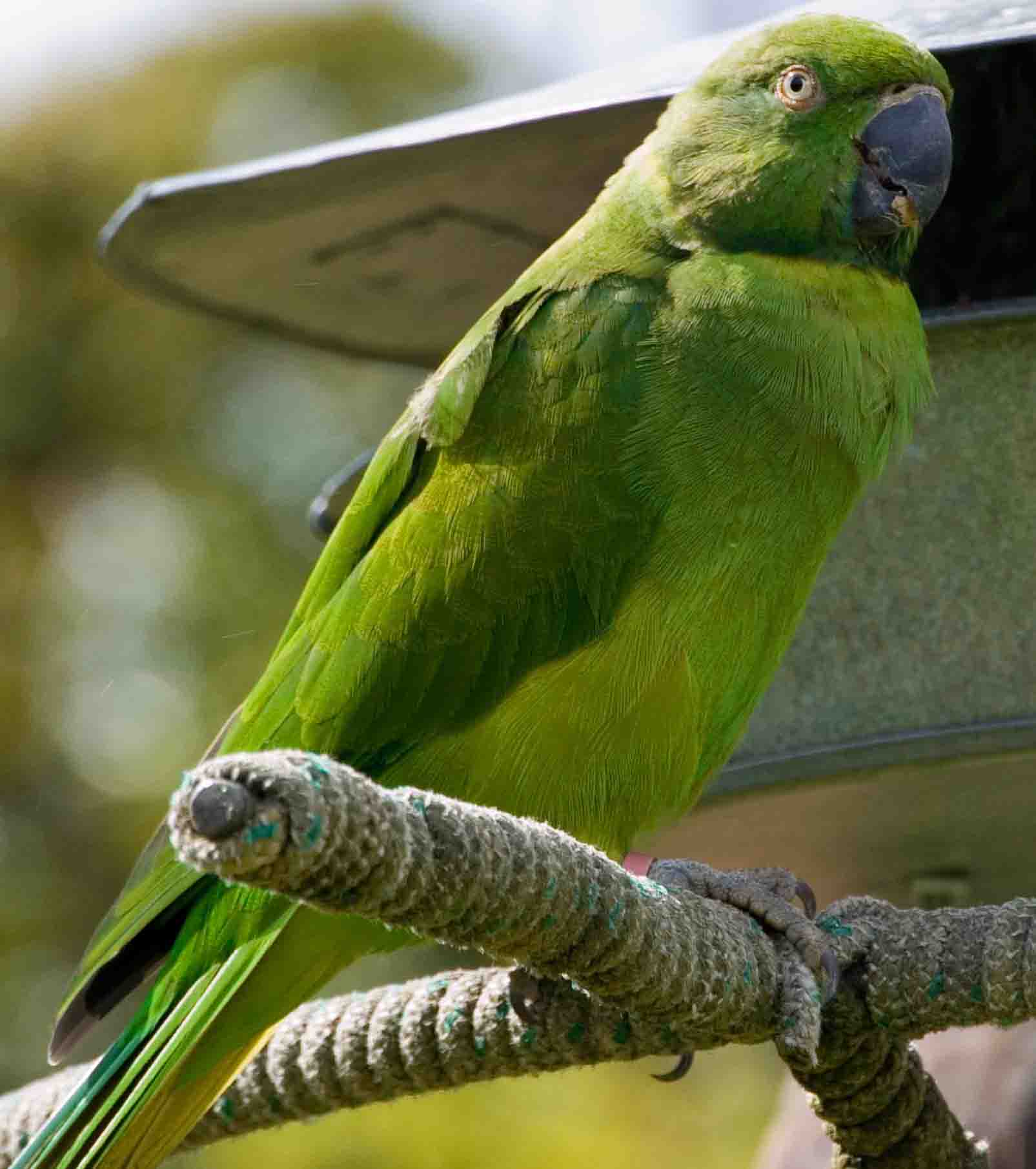 Psittacula echo